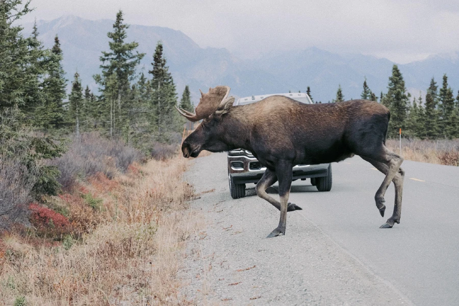 Be aware of the wildlife. Driving a motorcycle through the Alaska Highway can be dangerous! 