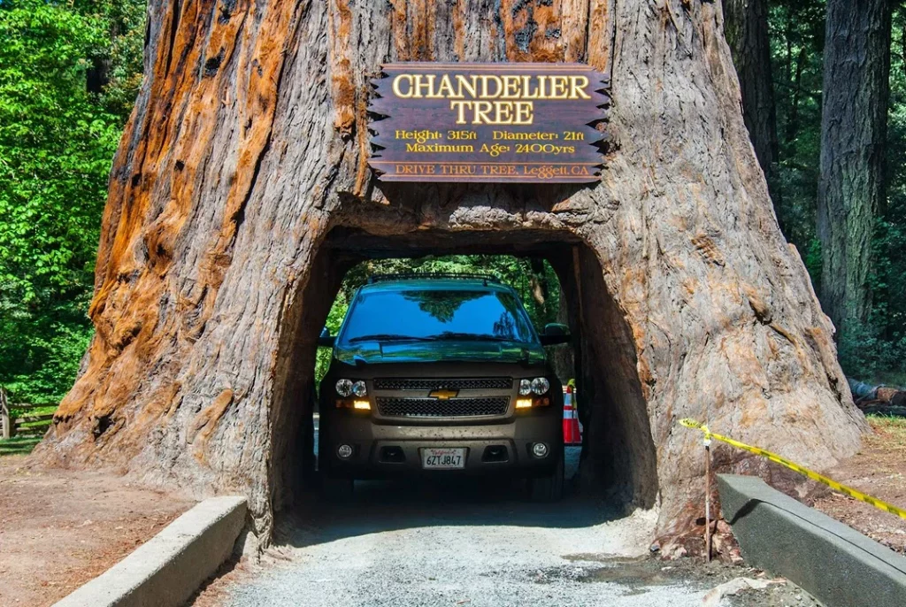 Drive-Thru Tree Park. This is blog post about best stops along the California Highway 1.