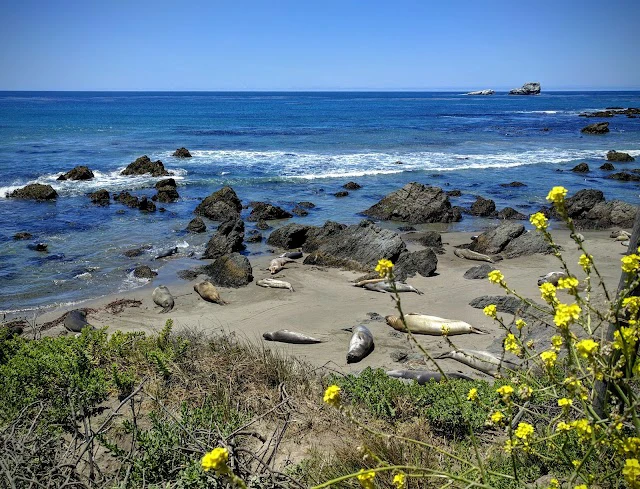Don;t forget to visit Elephant Seal Vista Poin. It is a must-see attraction along California's Pacific Coast Highway